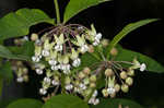 Poke milkweed